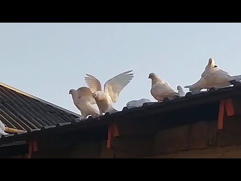 Видео: Бойные Голуби. В гостях в Марнеули у Довшана. 13.11.21 Грузия. Марнеули