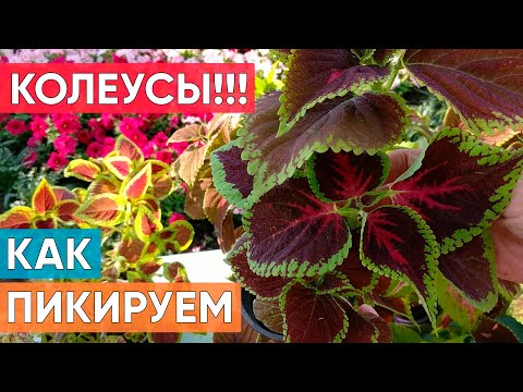 Видео: Как правильно пикировать Колеус? Надежный и простой метод
