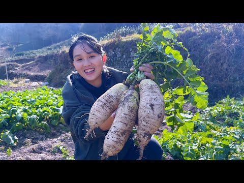 Видео: Ешьте редис зимой, а имбирь летом. Такой способ употребления редиски более приятен, чем употребление