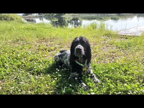 Видео: DogVlog : прогулка с собакой на речку 🐾|Русский спаниель|