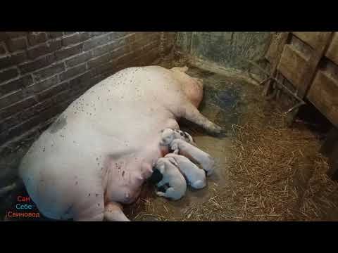 Видео: Гнойный метрит у свиноматки. Лечение метрита у свиноматки. Байкокс поросятам от кокцидиоза.
