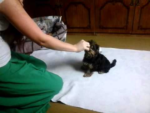 Видео: учим щенка команде Кувырок, 1 занятие