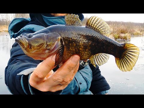 Видео: НА ЭТУ СНАСТЬ ЛОВЯТСЯ САМЫЕ КРУПНЫЕ РОТАНЫ! ВОТ ЭТО МОНСТРЫ!!! Зимняя рыбалка 2019-2020