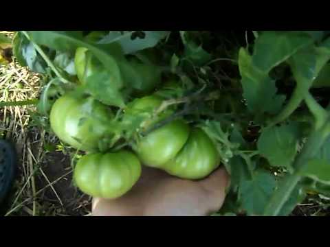 Видео: томаты 2018 август открытый грунт