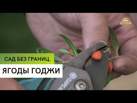 Видео: Ягоды Годжи \ Секреты выращивания \ Сад без границ
