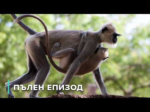Видео: Жажда и напрежение в джунглата | Островът на маймуните 103