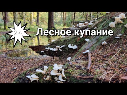 Видео: #24. Ёлки. Лесное купание.