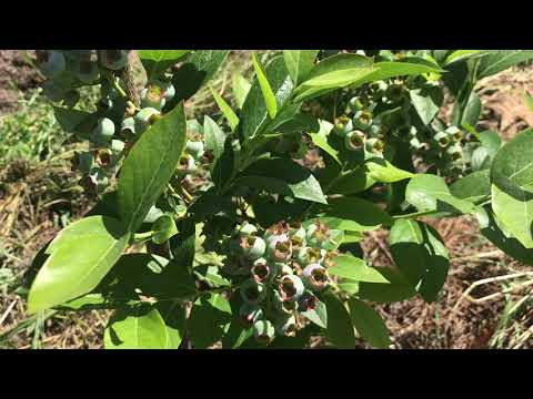 Видео: Лохина і найбезглуздіша порада яку чули всі