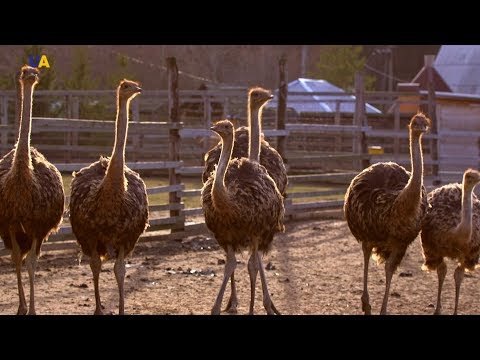 Видео: Страусы Ковинько | Моя земля