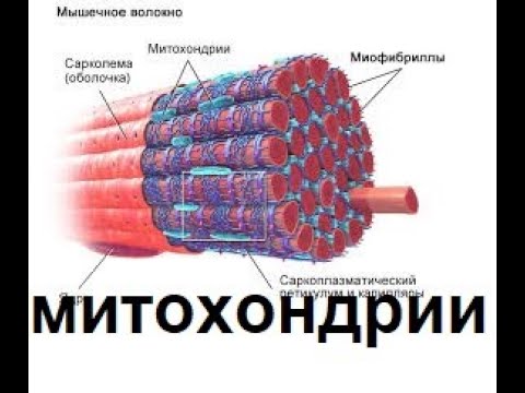 Видео: Разговоры о триатлоне. Селуянов. Митохондрии.