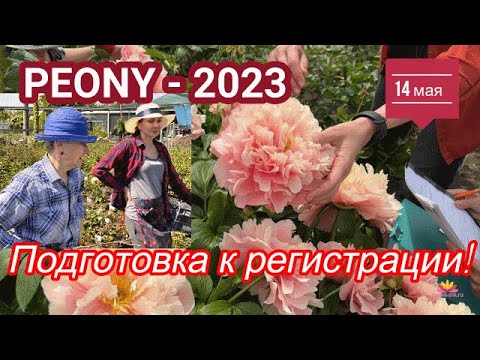 Видео: Цветение сеянцев пионов Ворошиловой. Подготовка к регистрации / Сад Ворошиловой