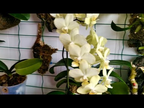 Видео: Как разместить 60 орхидей на одной стене? Видео от Ирины) Мечты сбываются!