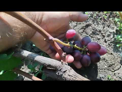 Видео: Сравнение Алвики и Эвереста