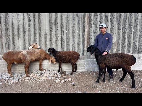 Видео: 3 баш КЫЗЫЛ кой менен КАРА койлор сатылат