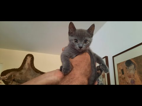 Видео: РУССКАЯ ГОЛУБАЯ-12 недель -Russian Blue cat-  Kätzchen 12 Woche alt  -Russisch Blau