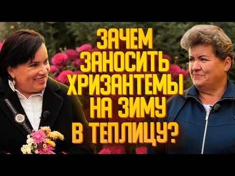 Видео: Зачем заносить хризантемы на зиму в теплицу?