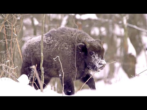 Видео: Самые необычные обитатели Березинского заповедника | Все как у людей