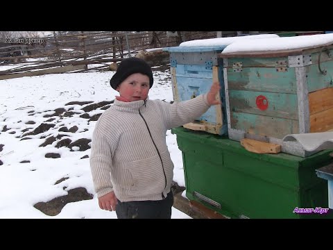Видео: Теза-кхаьллахь 1ай, Ясин волчохь