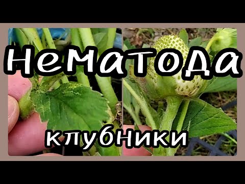 Видео: НЕМАТОДА на клубнике 🍓Методы борьбы и профилактики.