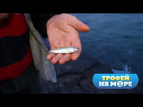Видео: Трофей на море. 4 серия. Ночная рыбалка