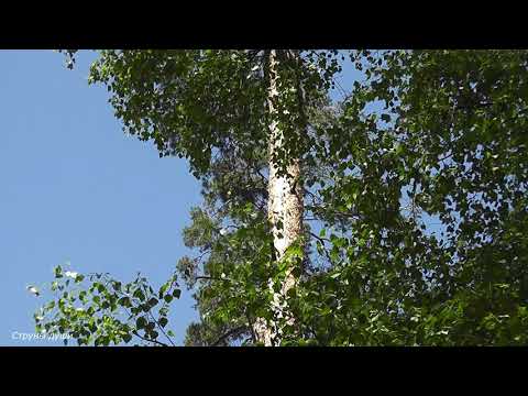 Видео: Голоса птиц. Целебная сила звуков от головной боли