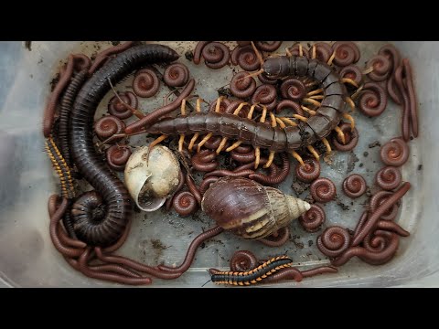 Видео: Отличное исследование, ловля ядовитых насекомых: сороконожка, краснопятнистая многоножка, гигантс...