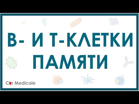 Видео: В- и Т-клетки памяти