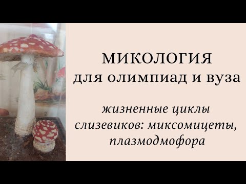 Видео: Микология для олимпиад и экзаменов | жизненные циклы слизевиков: Plasmodiophora, миксомицеты