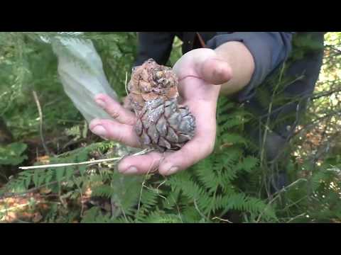 Видео: Как заготовить кедровые шишки