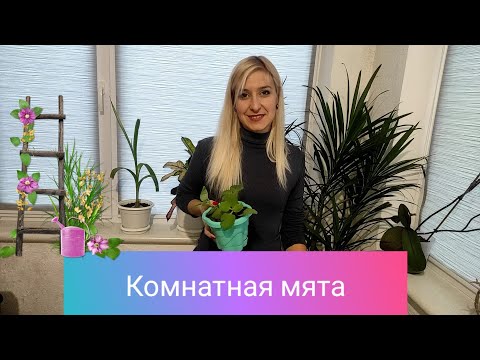 Видео: Плектрантус. Комнатная мята. Уход в домашних условиях Неприхотливый сад