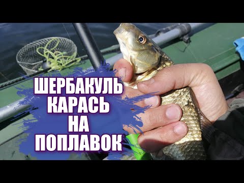 Видео: Шербакуль РЫБАЛКА . Ловля карася на поплавочную удочку