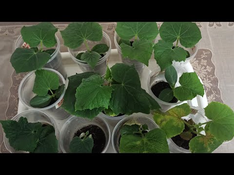 Видео: Грунт для рассады. РЕЗУЛЬТАТЫ тестирования 11 образцов.