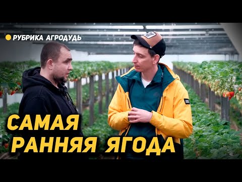 Видео: Бесценный опыт агронома - Ранняя клубника под отоплением