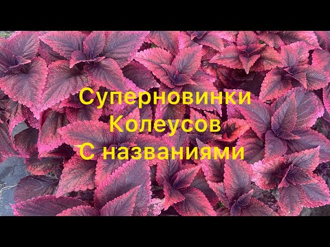 Видео: Неземная красота колеусов