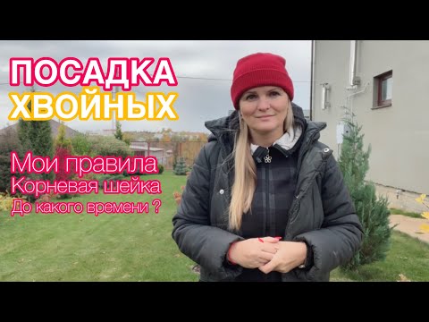 Видео: Сажаю ель ВИЛЛС ЦВЕРГ / ПРАВИЛА ПОСАДКИ / КОРНЕВАЯ ШЕЙКА ЗАГЛУБЛЕНА / УДОБРЕНИЯ