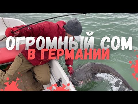 Видео: Огромный СОМ на джиг в Германии.