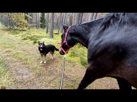 Видео: Прогулка с конями в лесу / Forest walk with horses