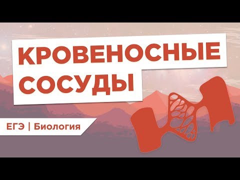 Видео: КРОВЕНОСНЫЕ СОСУДЫ l ЕГЭ Биология | Даниил Дарвин | Вебиум