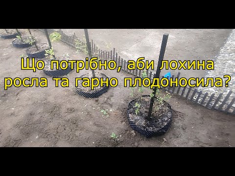 Видео: Якісна посадка лохини