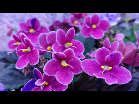 Видео: Фиалки что сейчас цветёт 🥰🌺🌺🌺