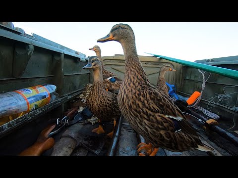 Видео: ОХОТА НА УТКУ С ПОДСАДНЫМИ И ЧУЧЕЛАМИ!!! И РЫБЫ ПОЙМАЛ И УТОК НАСТРЕЛЯЛ!!!ОХОТА НА УТКУ 2023!!!