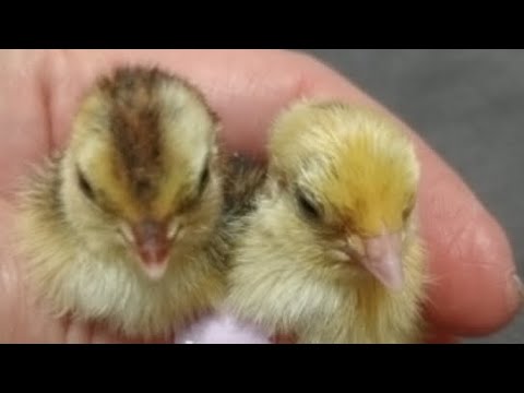 Видео: Перепелята в прямом эфире! 🤯