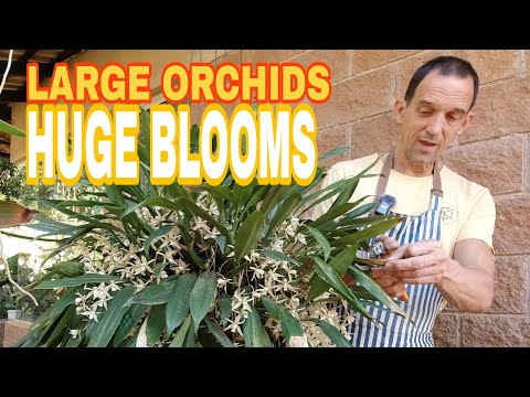 Видео: Секреты эффектных экземпляров орхидей (Coelogyne flaccida)