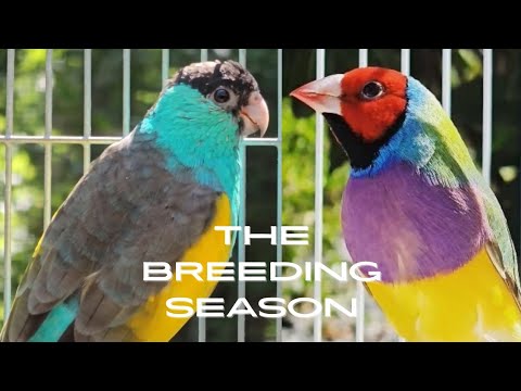 Видео: От взлетов до падений: сезон размножения зябликов и попугаев, подобный американским горкам!!! 🐣🐦🦜