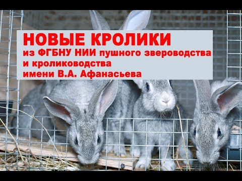Видео: НОВЫЕ КРОЛИКИ из ФГБНУ НИИ  пушного звероводства и кролиководства имени В.А. Афанасьева