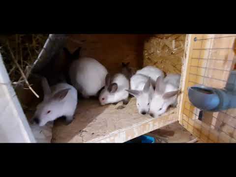 Видео: Когда лучше отсаживать крольчат??? Как это правильно сделать???