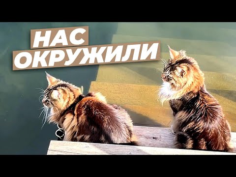 Видео: Кот Арчи и кошка Анфиса попали в окружение, битва за территорию