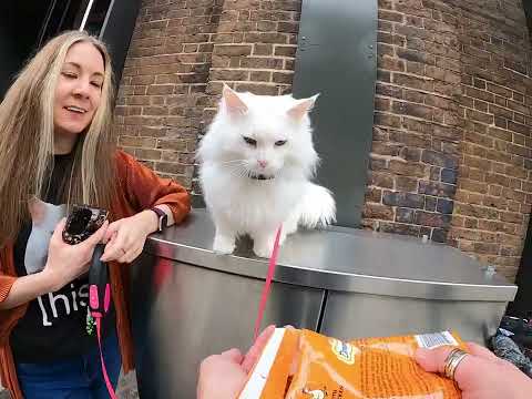 Видео: Сигрид: теперь доступна для свадебных фотографий. 💅🐱