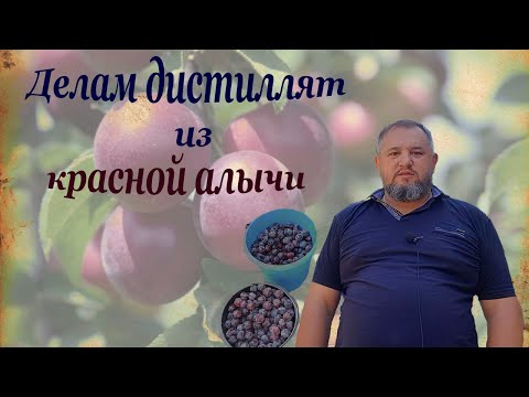 Видео: Делаем дистиллят из красной алычи.