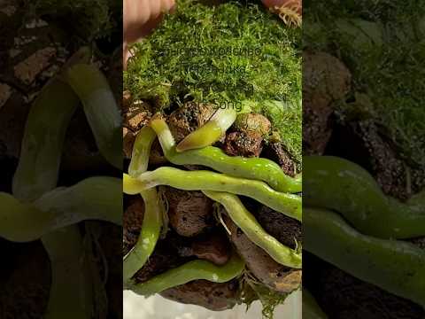 Видео: Ай да корни! А прошло 3 месяца с нулевой точки #orchid #орхидеякорень